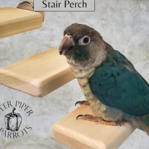 Natural Wood Bird Flat Perch Stair Set | Increase Enclosure Play Space | Safe, Durable, and Easy to Clean