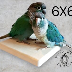 6"x6" Natural Wood Bird Shelf/Flat Perch | Promote Foot Health and Mental Enrichment | Safe, Durable, and Easy to Clean Platform Perch