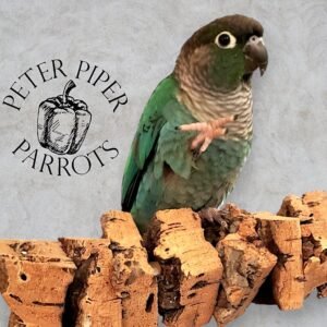 Refillable Cork Kabob Bird Perch | Promote Foraging and Mental Engagement | Natural, Safe, Durable, Foraging Perch