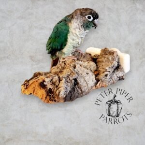 Natural Cork Bird Shelf/Flat Perch | Promote Foot Health and Mental Enrichment | Safe, Durable, Foraging Platform Perch